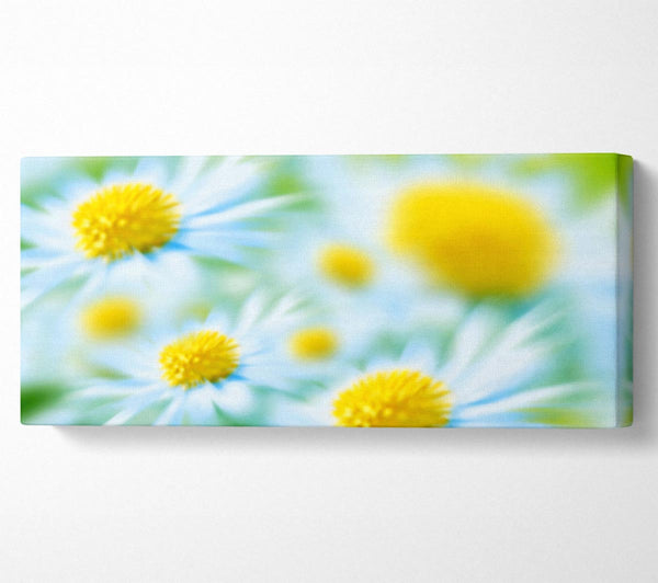 Soft Hue Of White Daisies