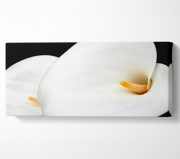 Duo White Calla Lily