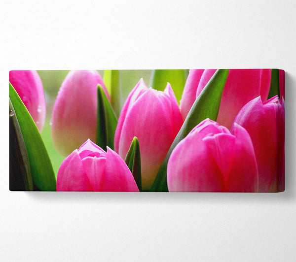 Pink Tulip Garden Surprise