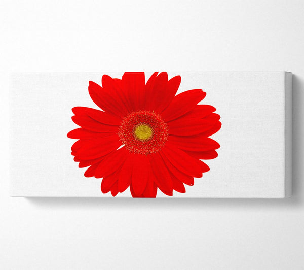 Vibrant Red Gerbera