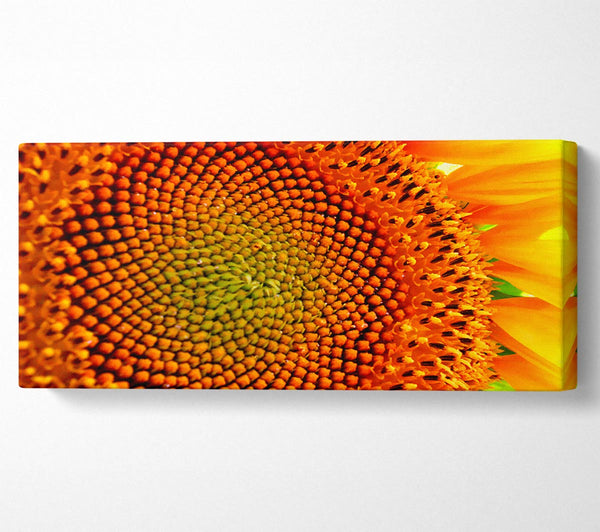 Stunning Sunflower Close-Up