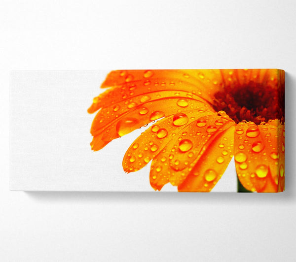 Stunning Fire Glow Petals