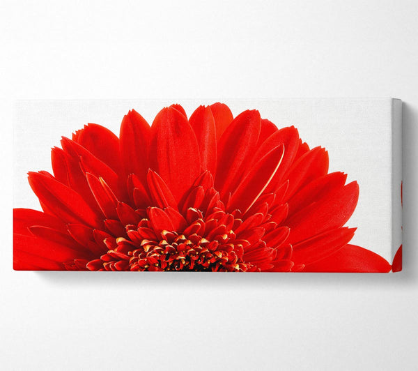 Red Gerbera Head