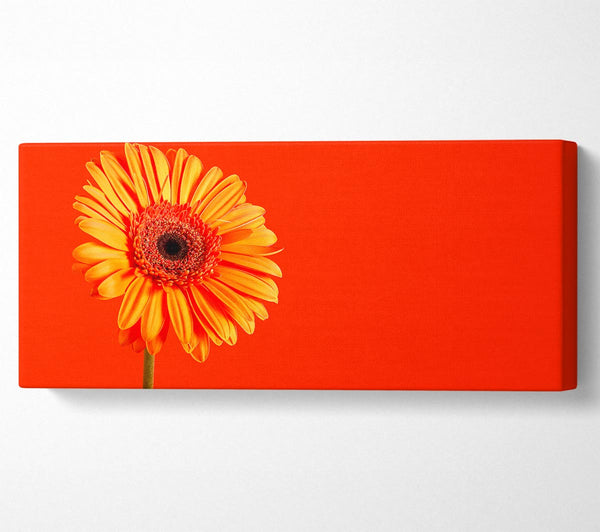 Orange On Orange Gerbera