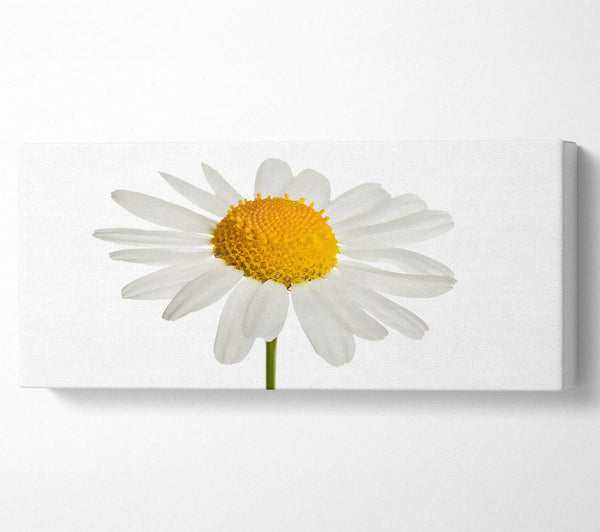 White Daisy Stem