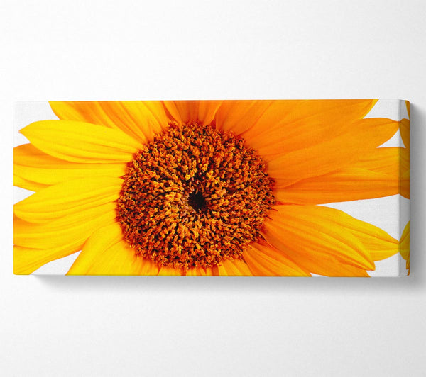 Sunflower Petals