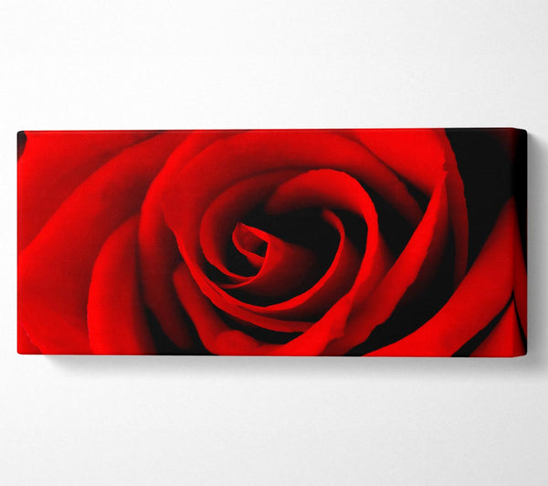 Red Rose Beauty