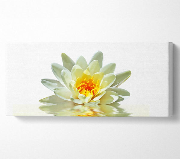 White Water Lily Reflection Petals