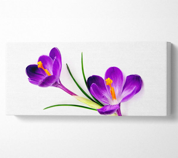 Purple In Bloom