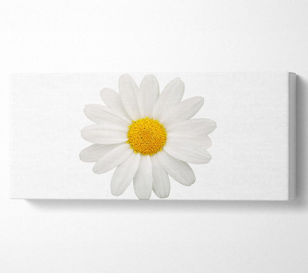 White On White Daisy
