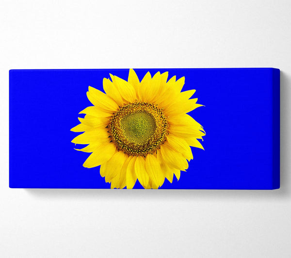 Sunflower Head On Blue