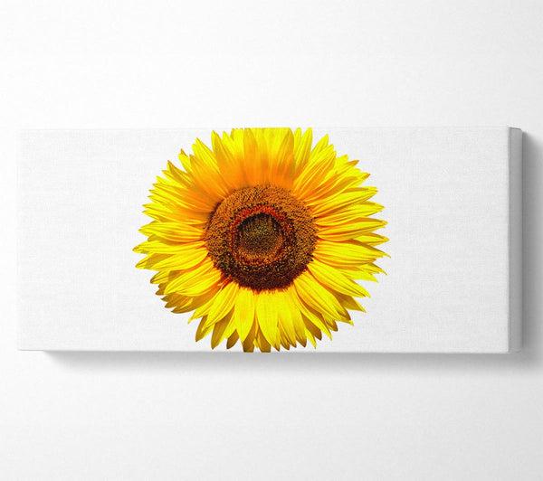 Yellow Sunflower Head