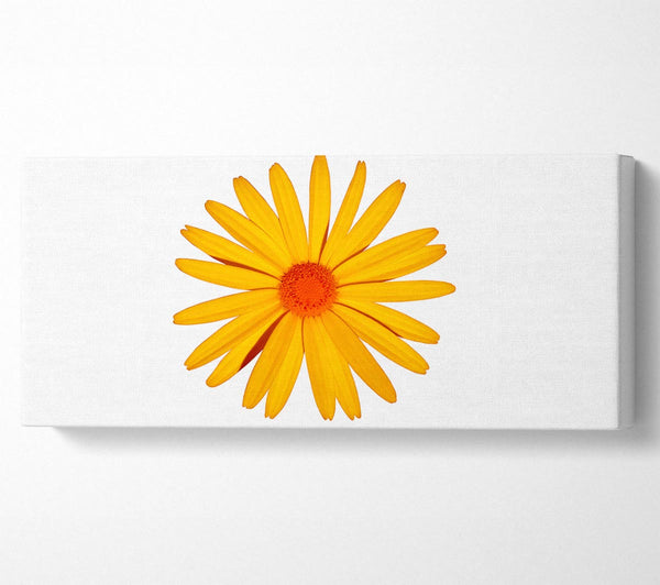 Yellow Daisy Face