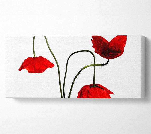 Stunning Trio Of Poppys