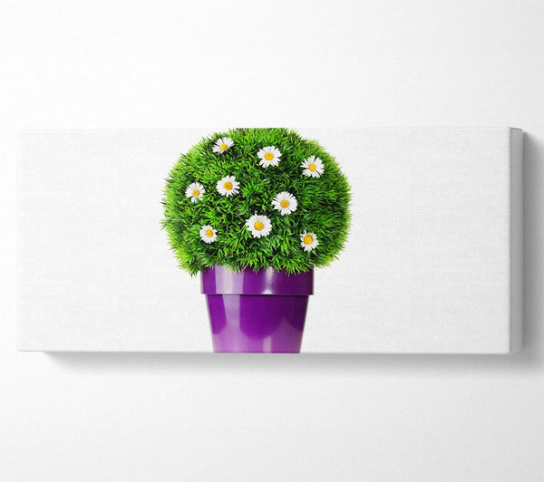 White Daisy Pot
