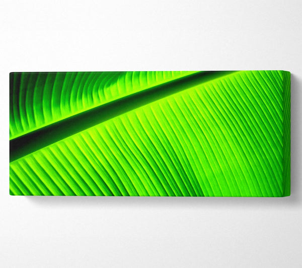 Light Of The Green Leaf