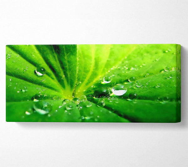 Sunlit Leaf Droplets