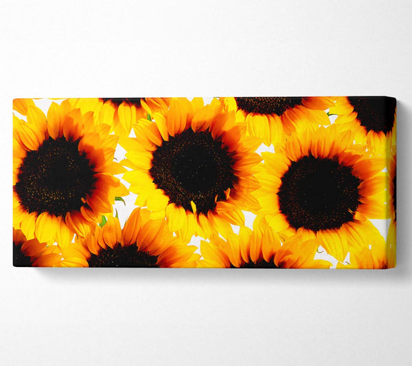 Sunflower Galore