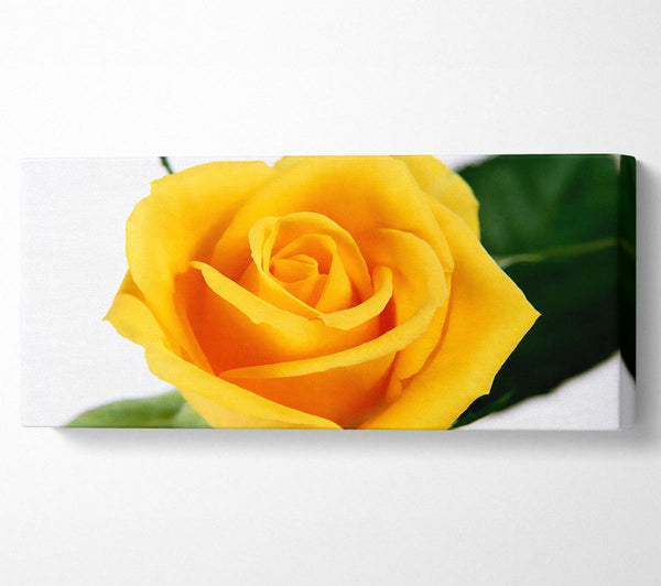 Yellow Rose