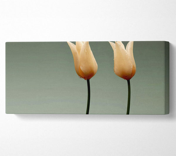 Stunning Cream Tulips