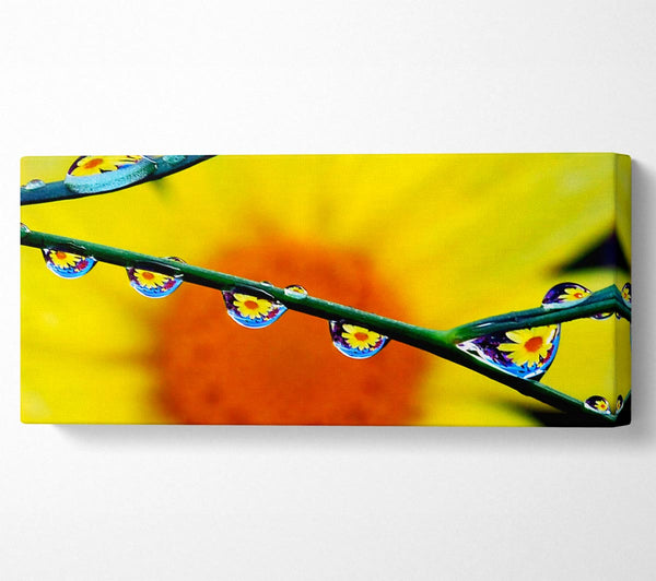 Dewdrop Reflections