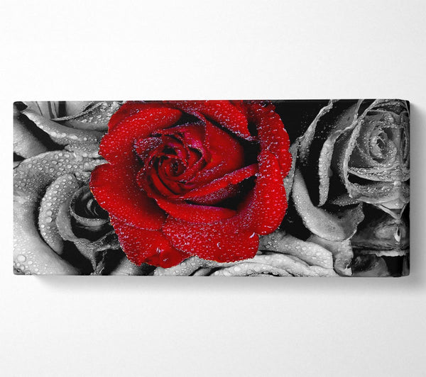 Red Rose On A Sea Of B n W