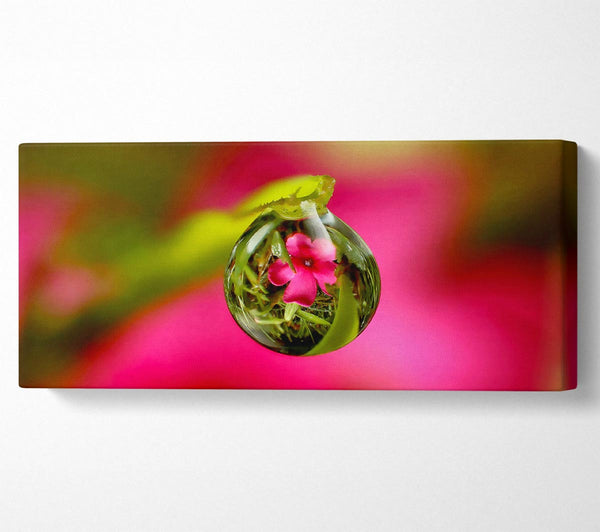 Reflection Of A Pink Flower