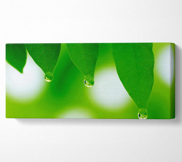 Trio Dewdrop Leaf