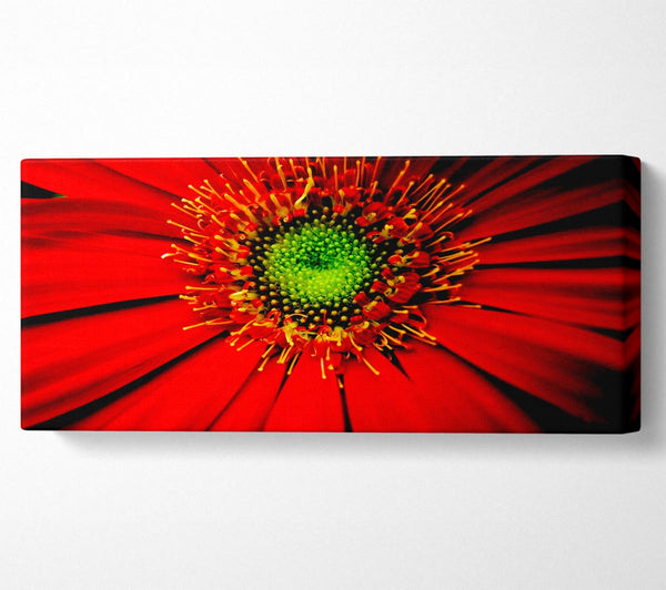 Red Gerbera Centre