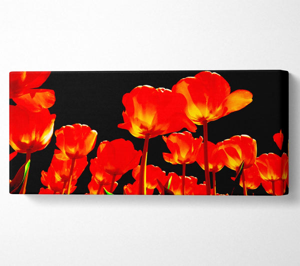 Orange Tulips Black Skies