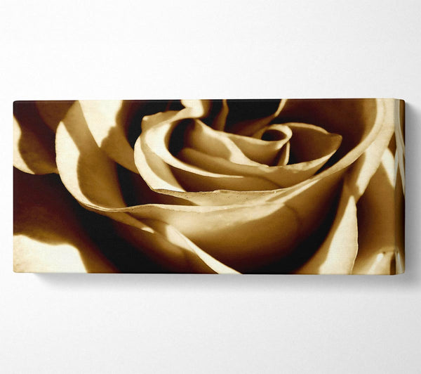 Sepia Rose