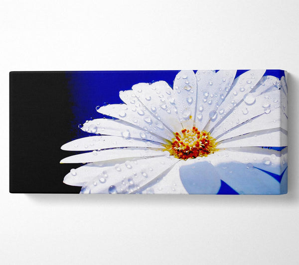 White Daisy Petal Droplet
