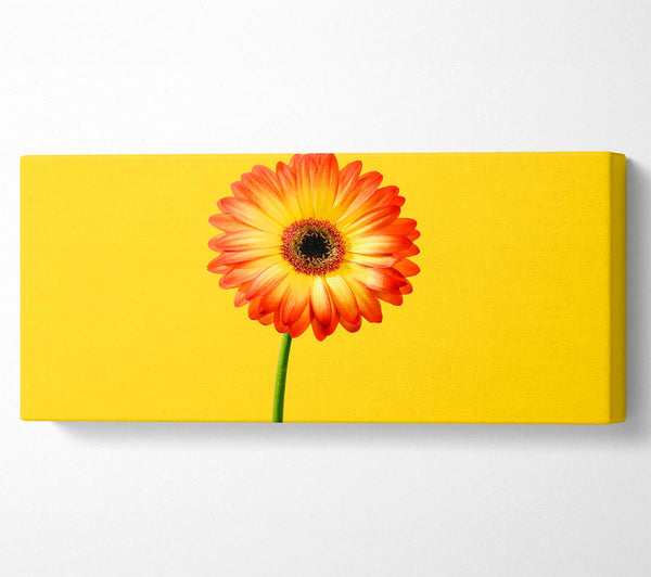 Orange Gerbera On Yellow