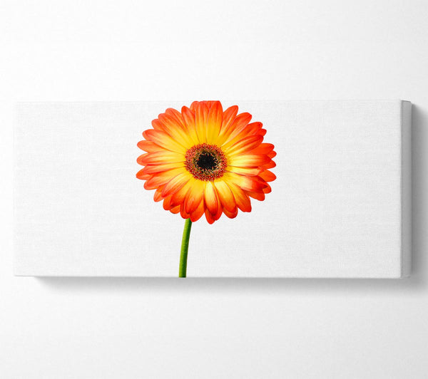 Orange Gerbera On White