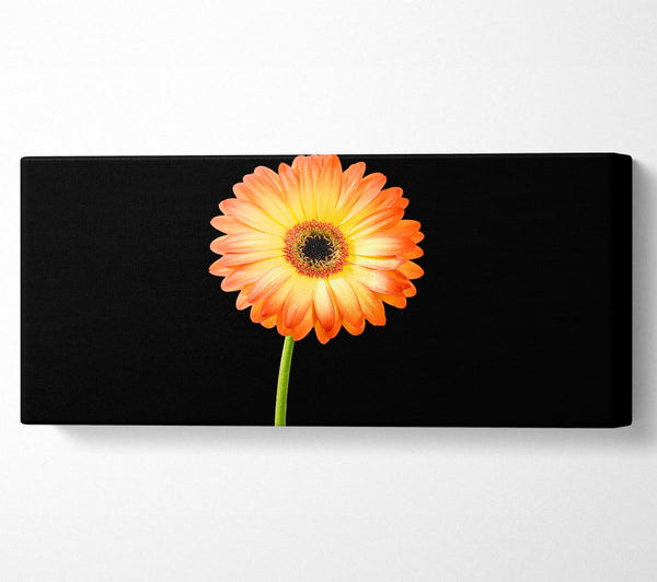 Orange Gerbera On Black