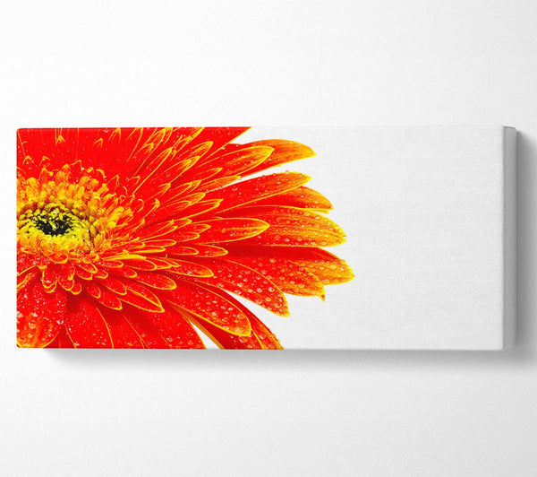 Lava Petals