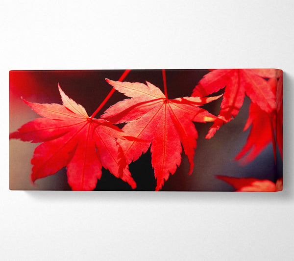 Winter Red Leaves