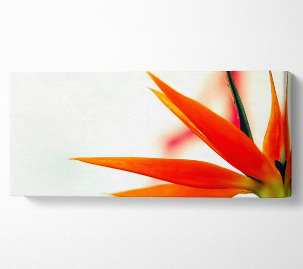 Orange Bird Of Paradise