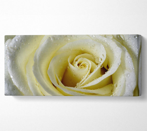 White Rose Petal Dew