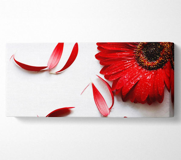 Red Gerbera Fallen Petals