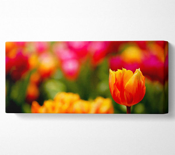 Orange Tulips In Bloom