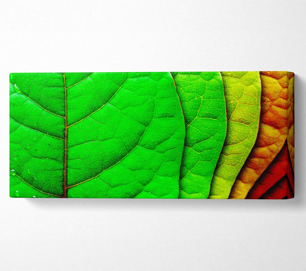 Colour Of Leaves