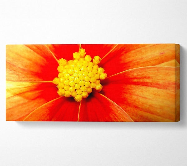 Orange Petal Delight