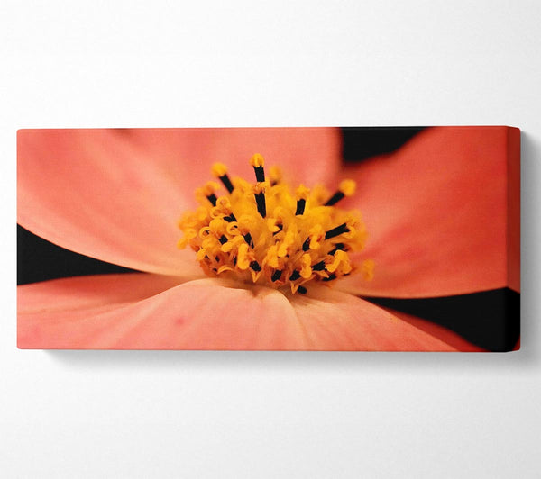 Orange Petal Beauty