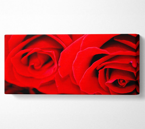 Red Rose Close-Up Twins
