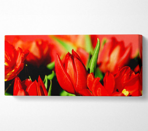 Tulips In Sunlight