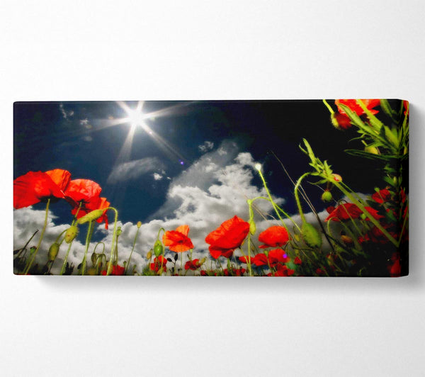 Poppy Field Sun Star