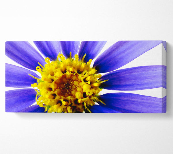 Purple Petal Beauty