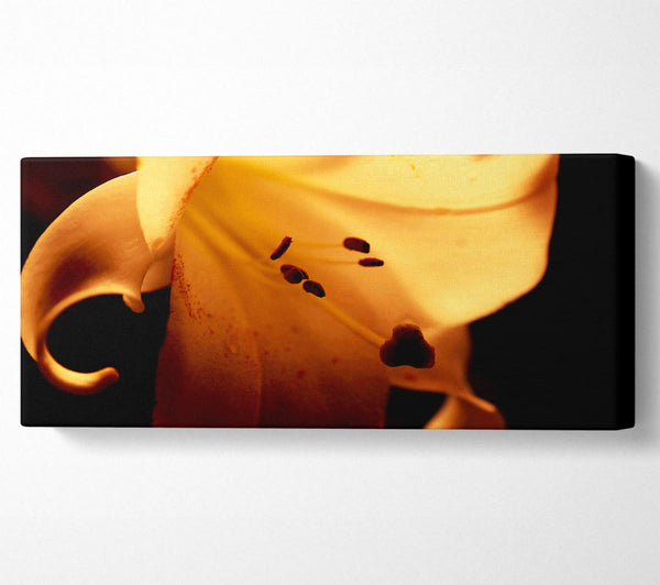 Cocoa Sun Blaze