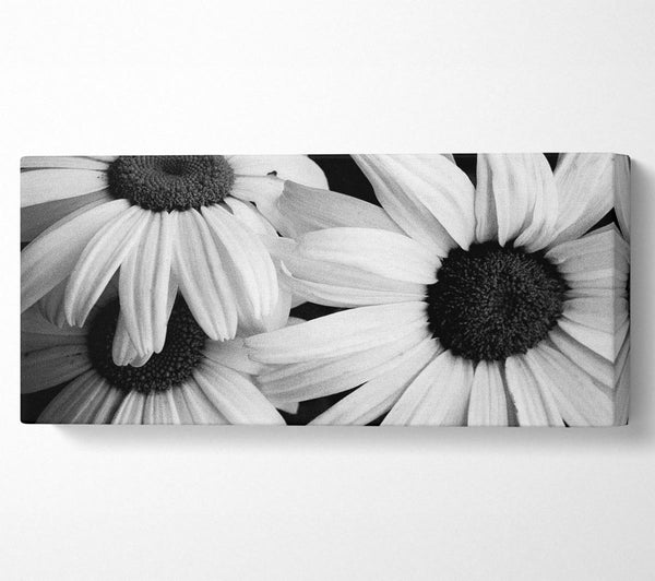 Daisy Petal Beauty B n W